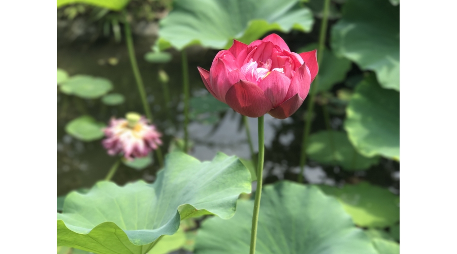 Lotus